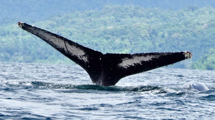 Humpback whale tail fluke raised high above the Pacific with the coast of Uvita behind
