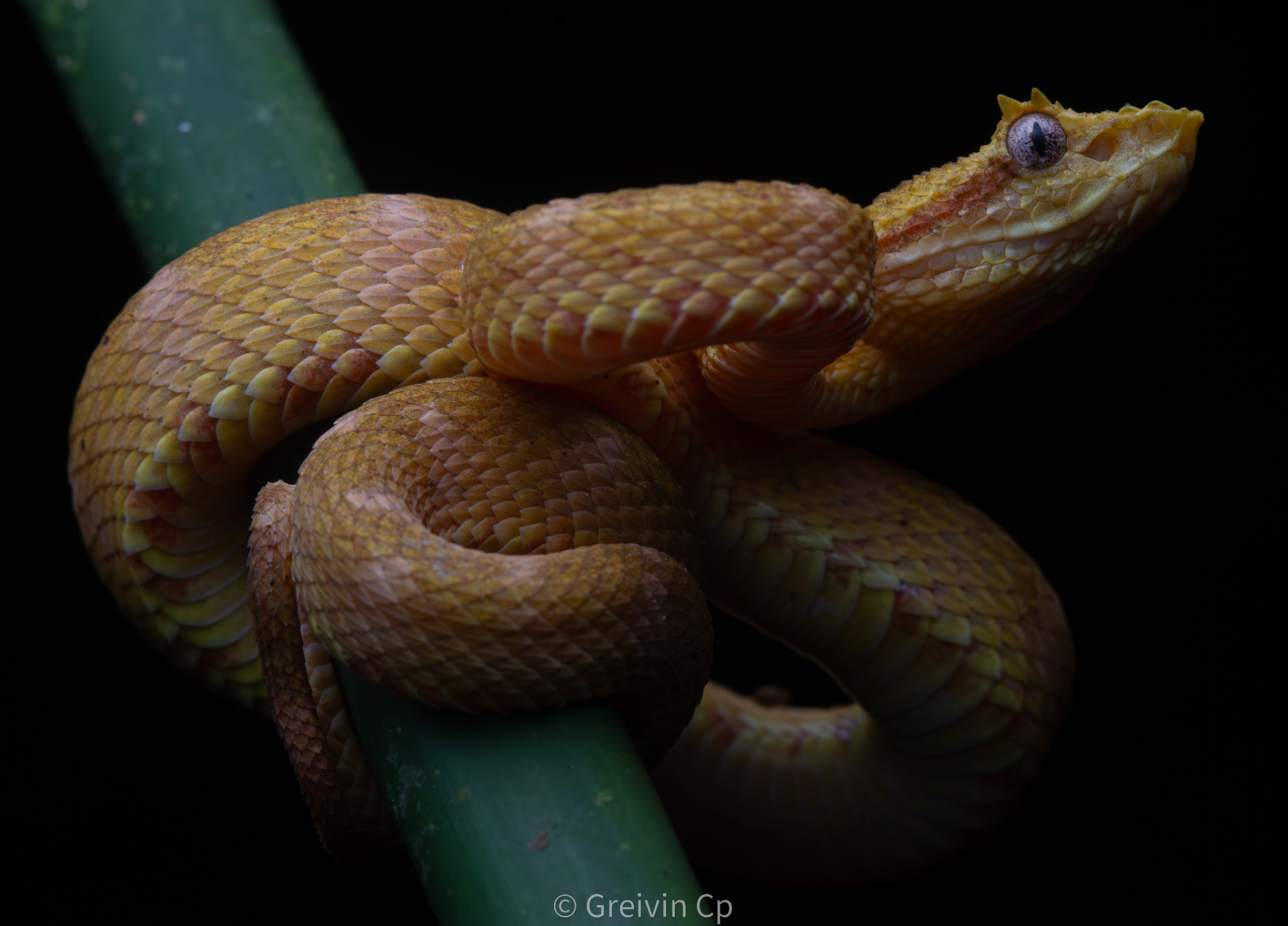 Yellow eyelash viper coiled on a branch