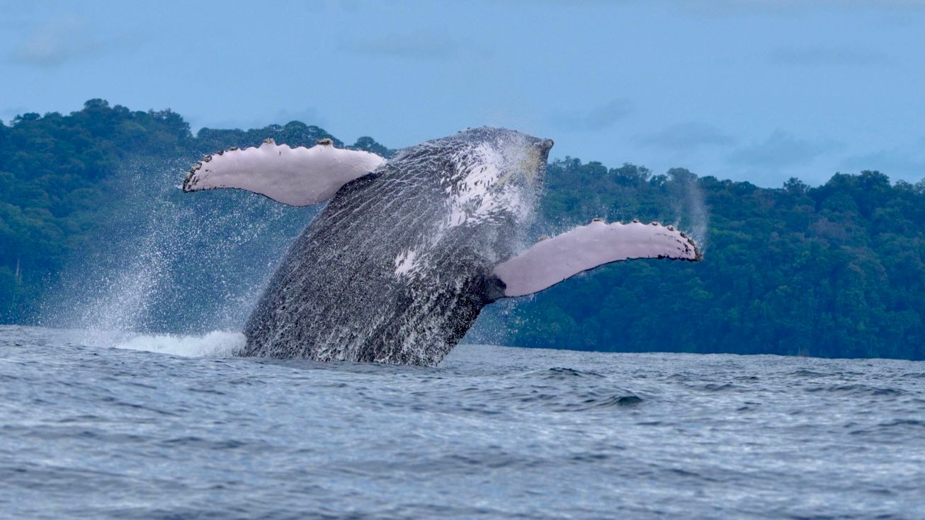Humpback whale breaching with both pectoral fins spread near the forested coast of Uvita