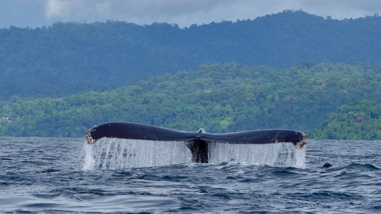 Humpback whale tail fluke against the mountains of the Costa Ballena coast