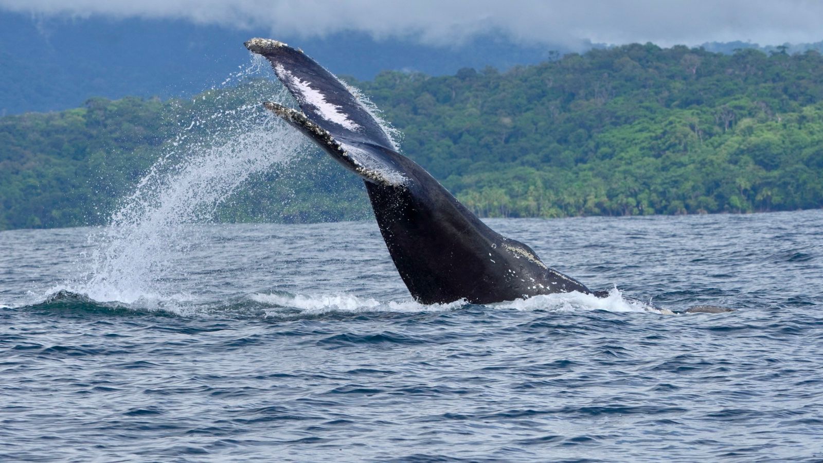 Humpback whale tail fluke slamming into the Pacific with the forested coast of Uvita behind