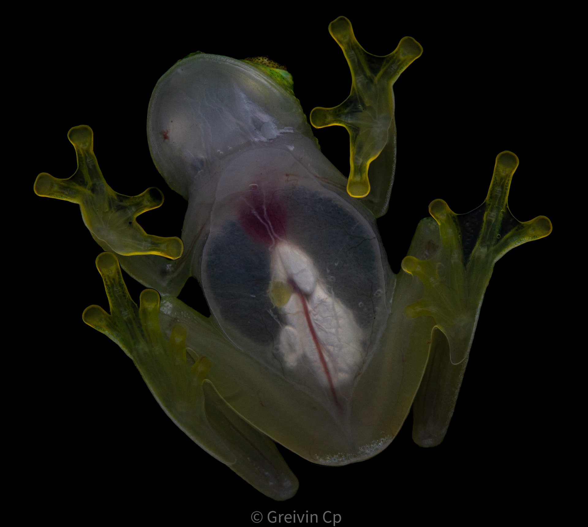 Underside of a glass frog showing its heart