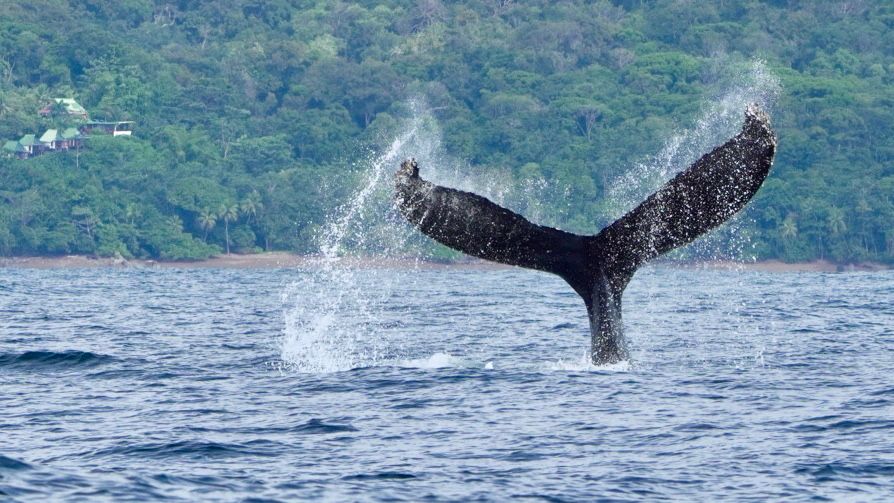 Humpback whale tail fluke lifting out of the ocean against the green rainforest coastline