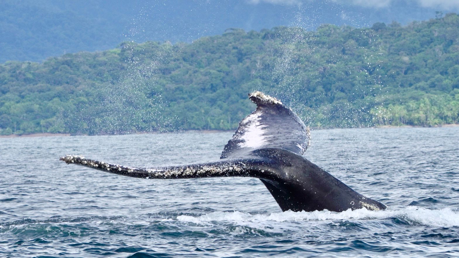 Humpback whale tail fluke sweeping sideways with barnacled tips near Uvita