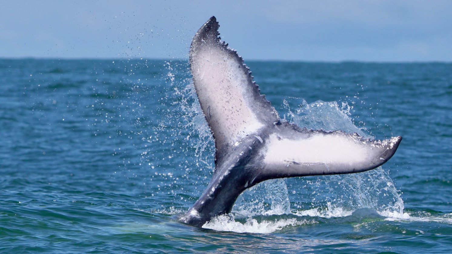 Humpback whale white underside of the tail fluke spraying water in the open ocean off Uvita