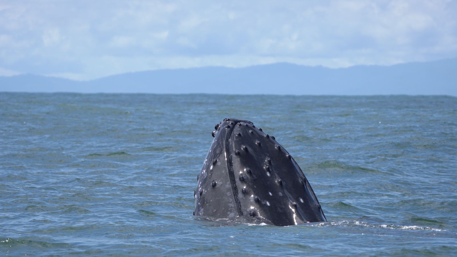 Humpback whale spyhopping with its head above the water off the Costa Ballena coast
