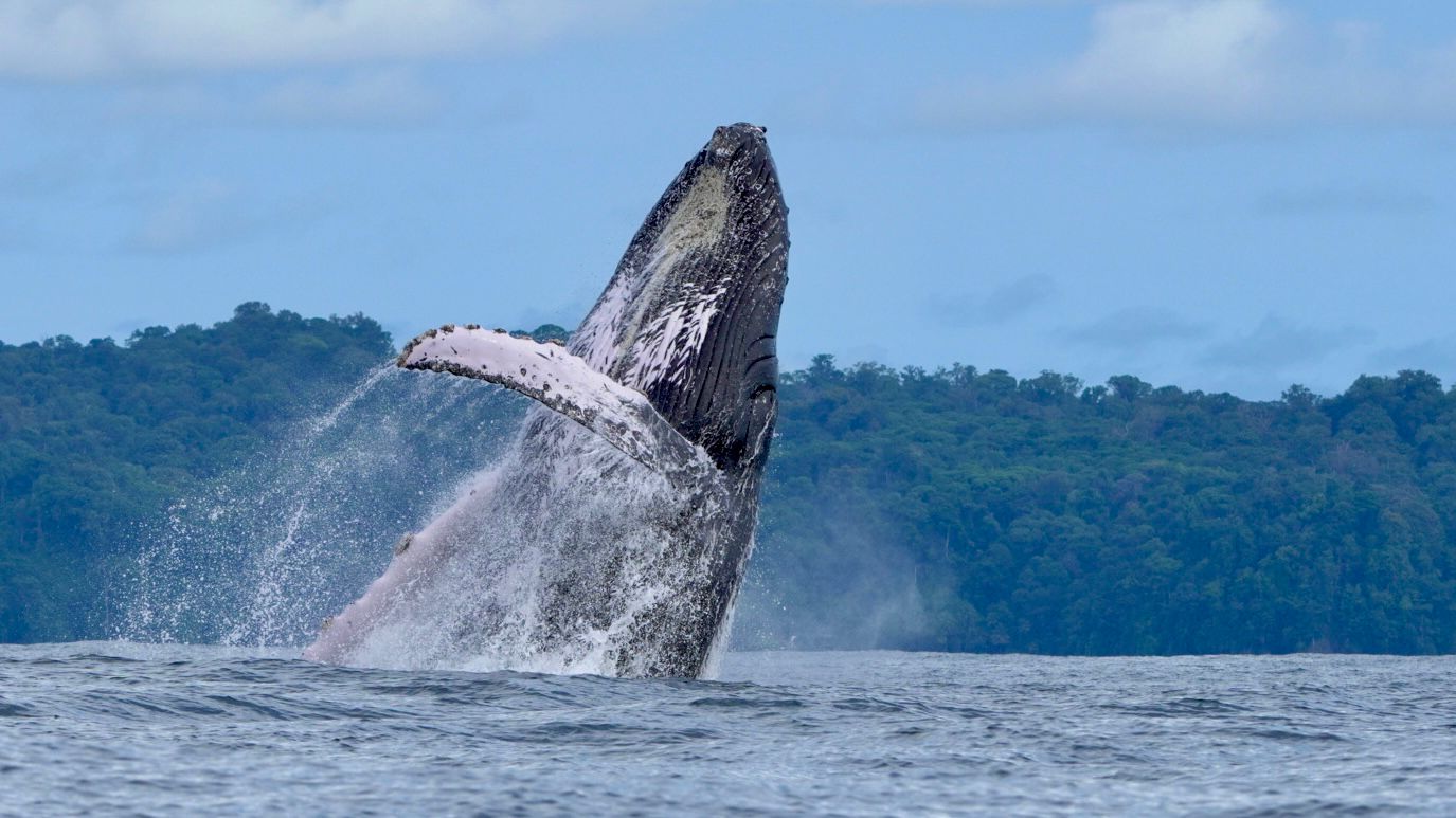 Humpback whale breaching with water spraying off its pectoral fin near Uvita
