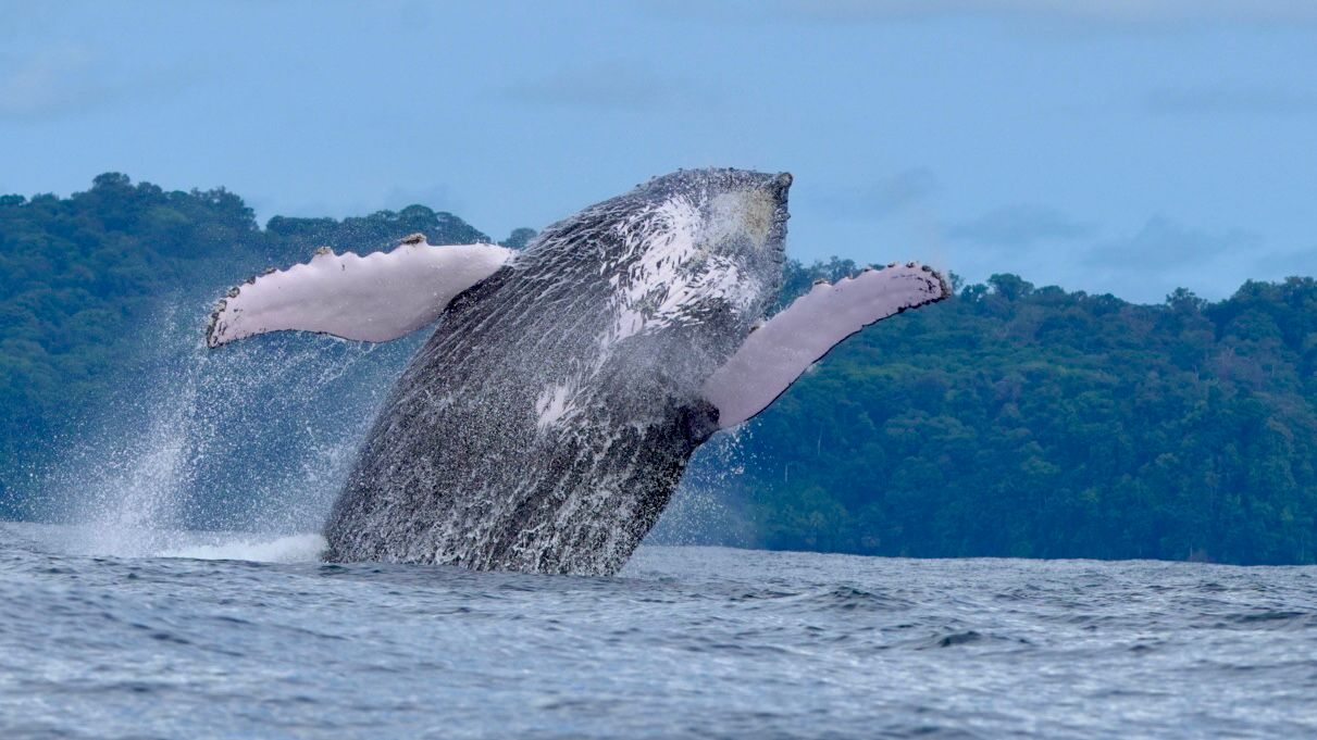 Humpback whale breaching high out of the water with both pectoral fins open off the Costa Ballena