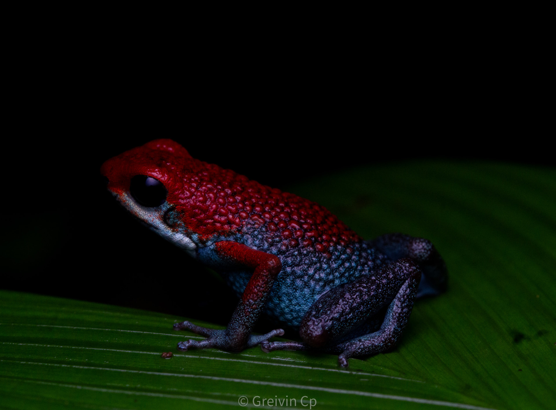 Granular poison frog with red head and blue body