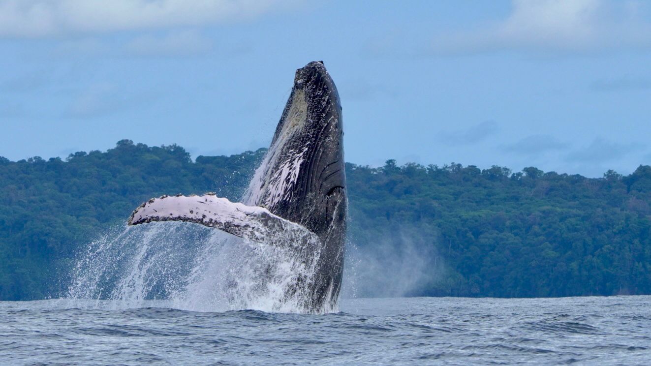 Humpback whale breaching with its long pectoral fin extended over the Pacific waves