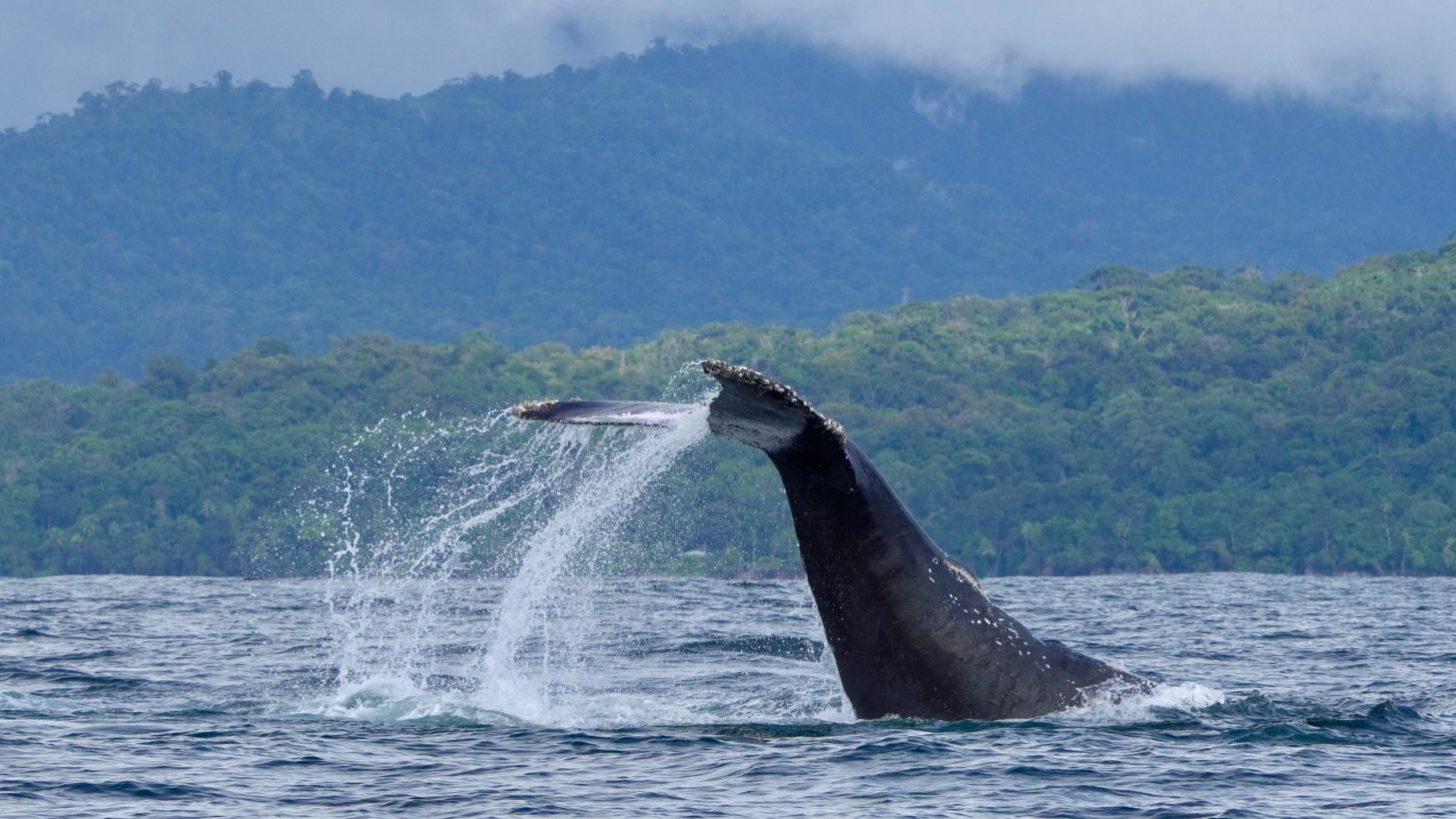 Humpback whale tail fluke curved under cloudy mountains near Uvita, Costa Rica