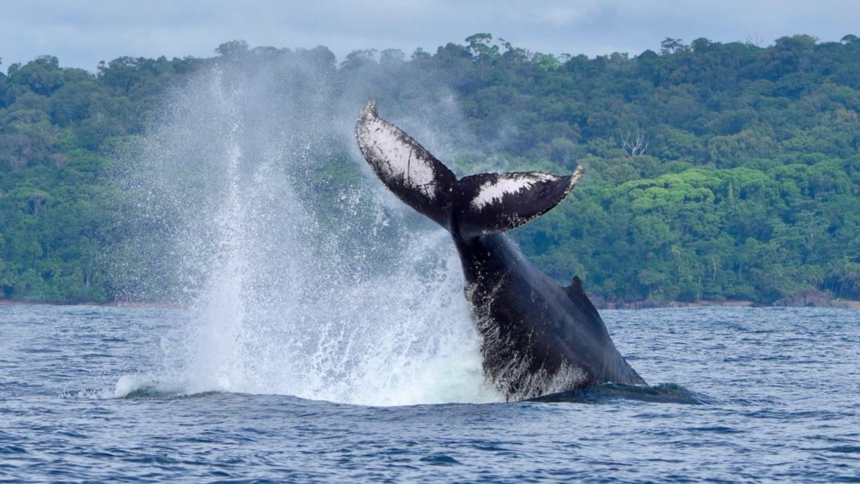 Humpback whale slapping its tail fluke on the water with a big splash in Uvita