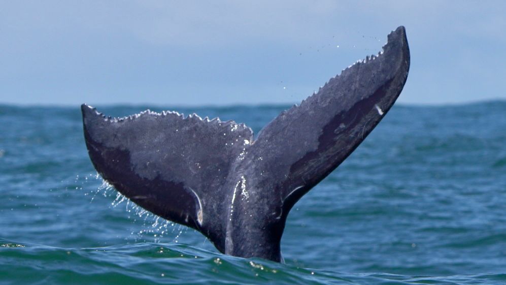 Humpback whale dark tail fluke rising vertically out of the turquoise Pacific