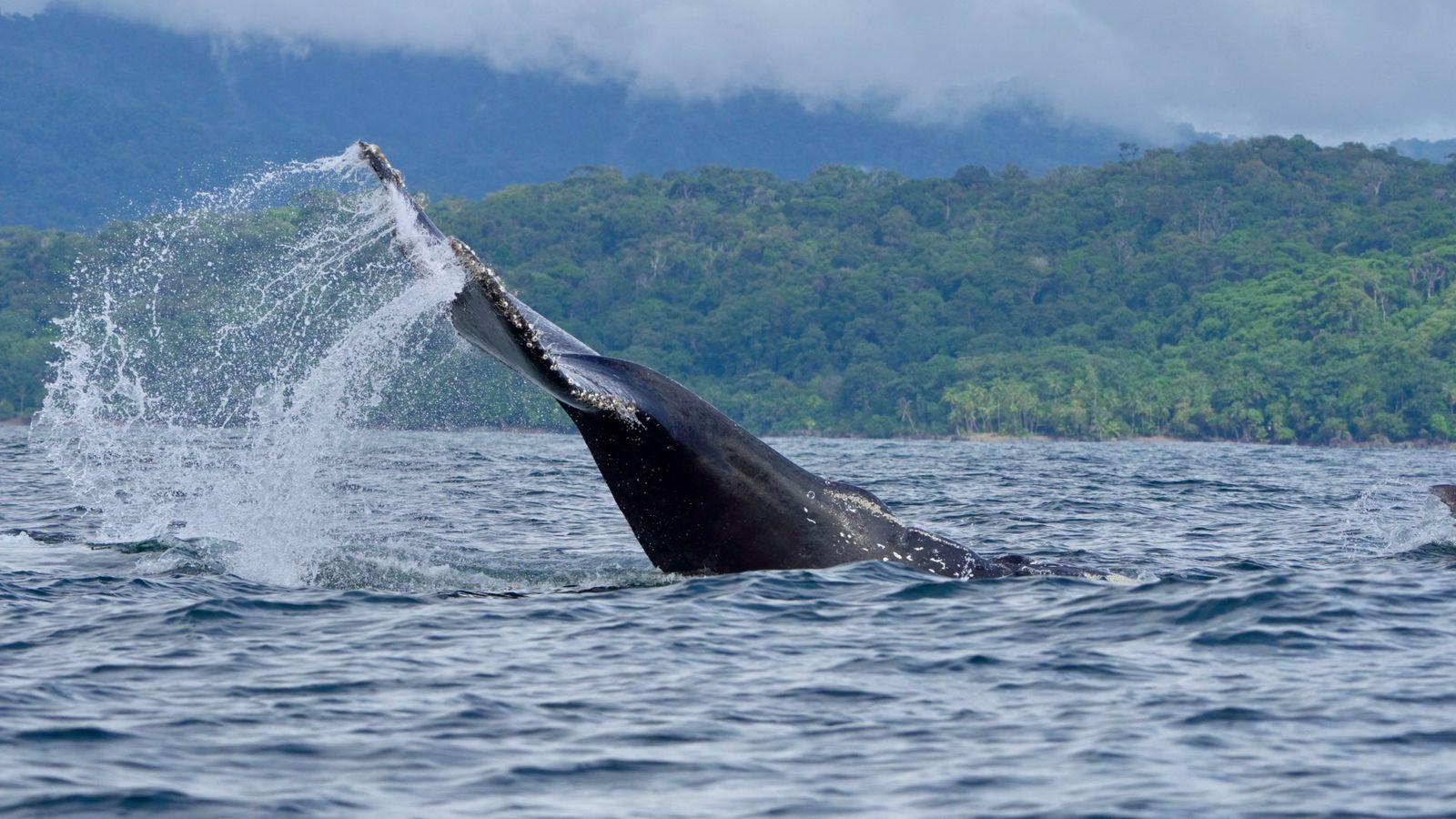 Humpback whale tail fluke sweeping water into the air in the Pacific off Uvita