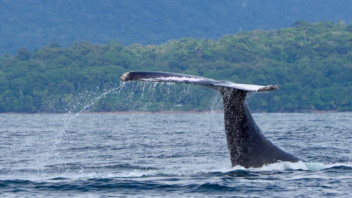 Humpback whale diving with its tail fluke dripping water near Marino Ballena National Park