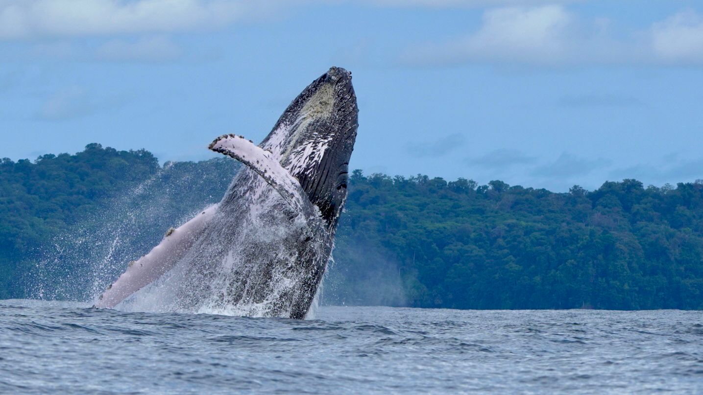 Humpback whale breaching vertically in front of the green hills of Marino Ballena