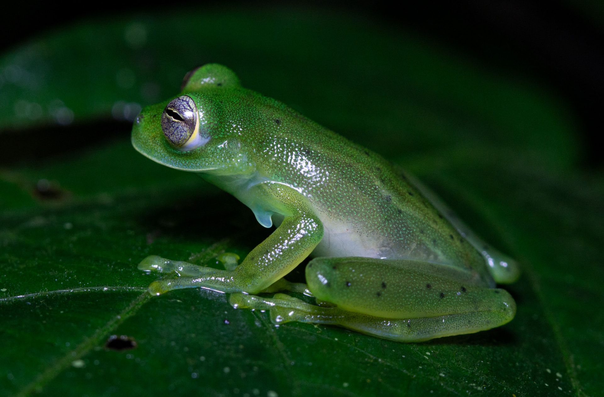 Glass frog on a leaf at night