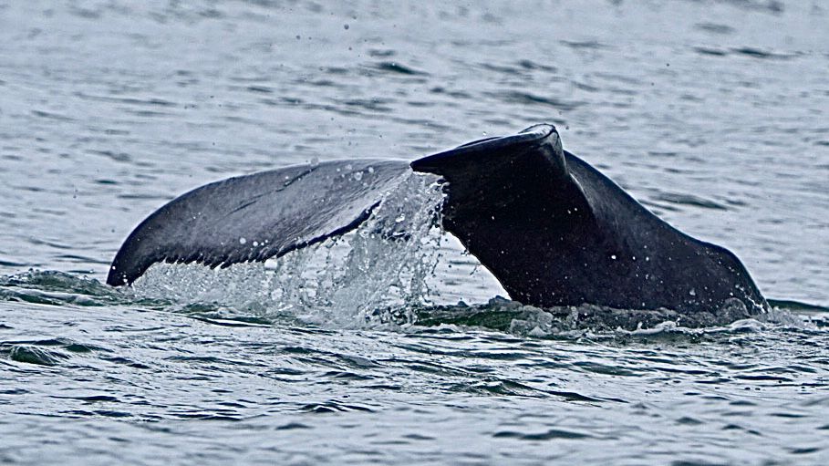 Humpback whale tail fluke sliding under the waves with a splash near Marino Ballena