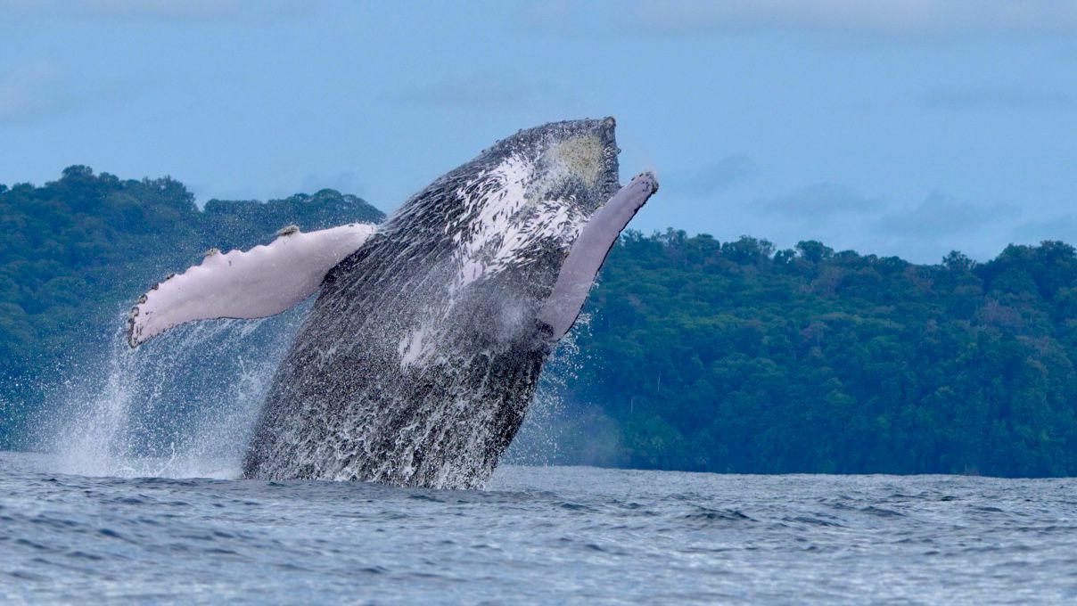 Humpback whale falling backwards into the ocean with white pectoral fins raised