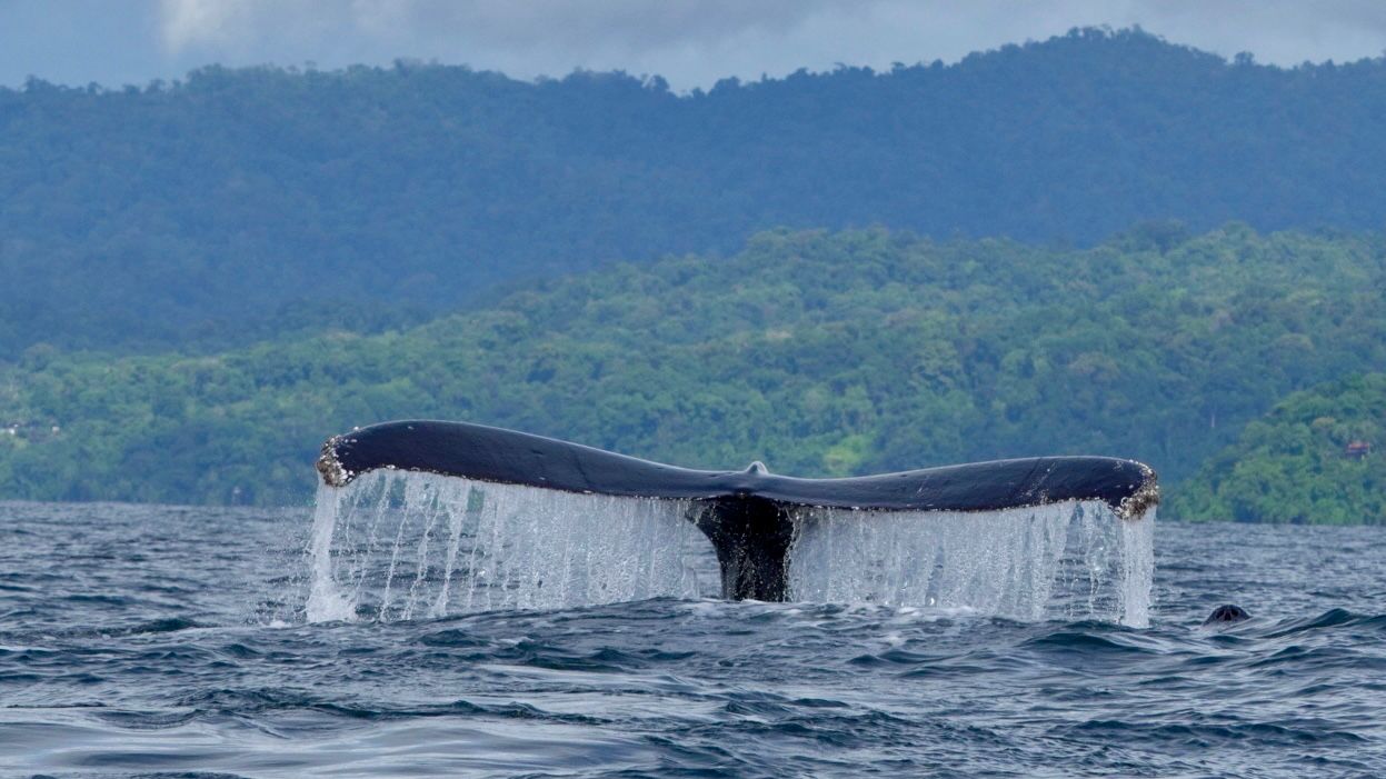 Humpback whale tail fluke rising above the ocean with water cascading off