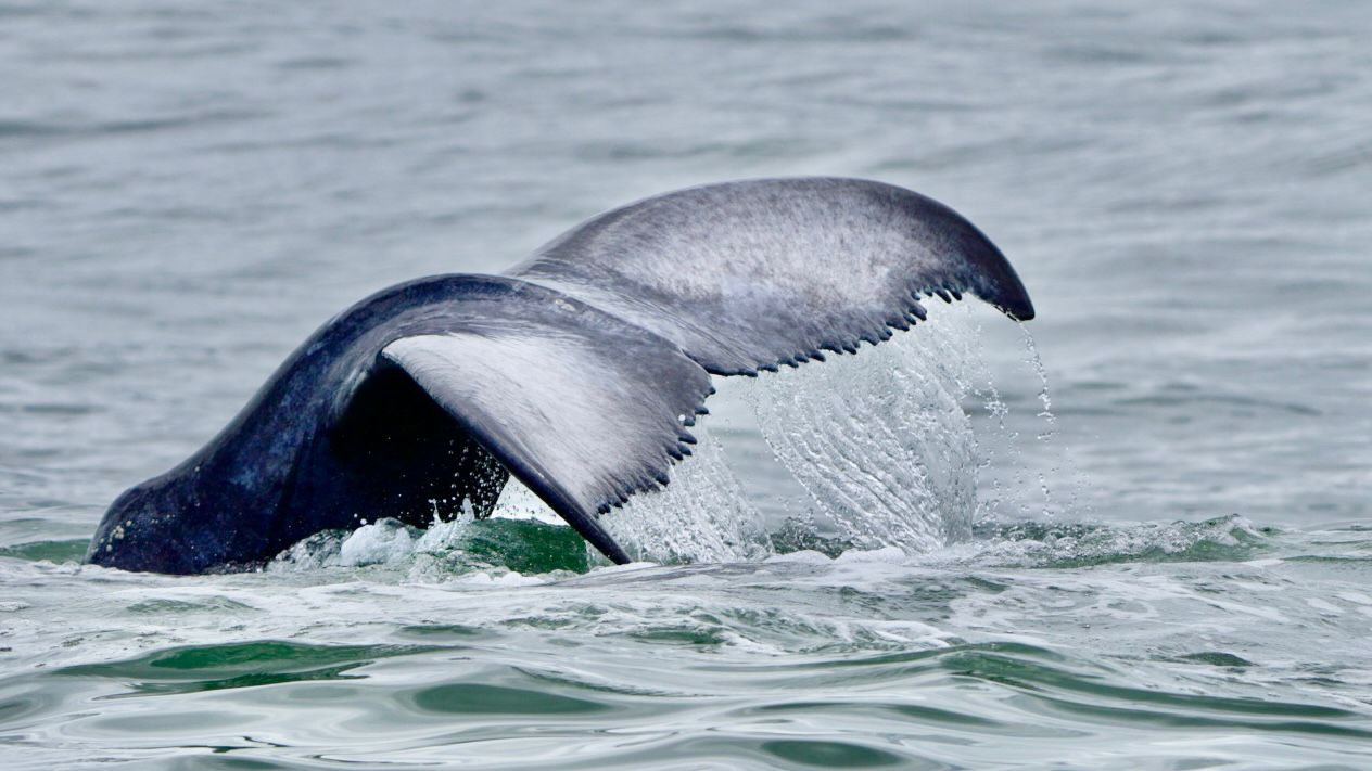 Humpback whale tail fluke lifting with a curtain of water falling off the Costa Ballena