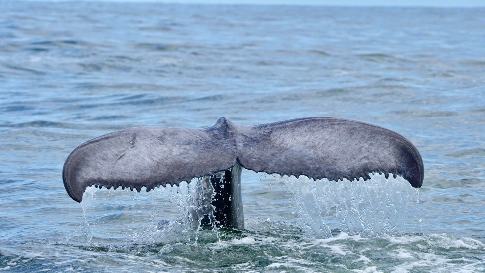 Humpback whale tail fluke sinking into the calm Pacific with water pouring off