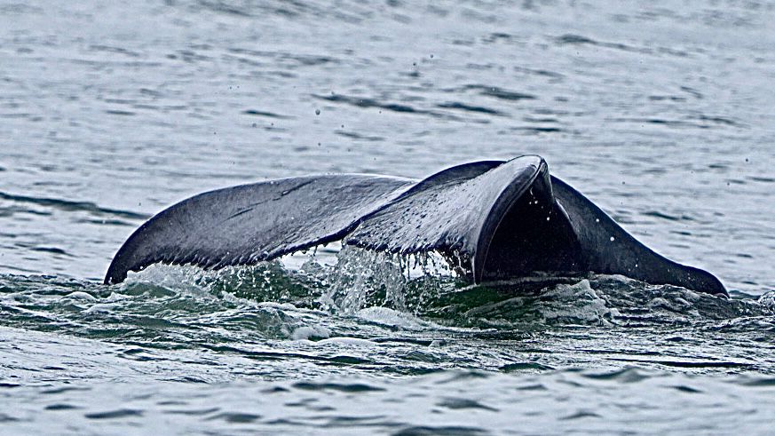 Humpback whale tail fluke folding over the surface with water streaming off