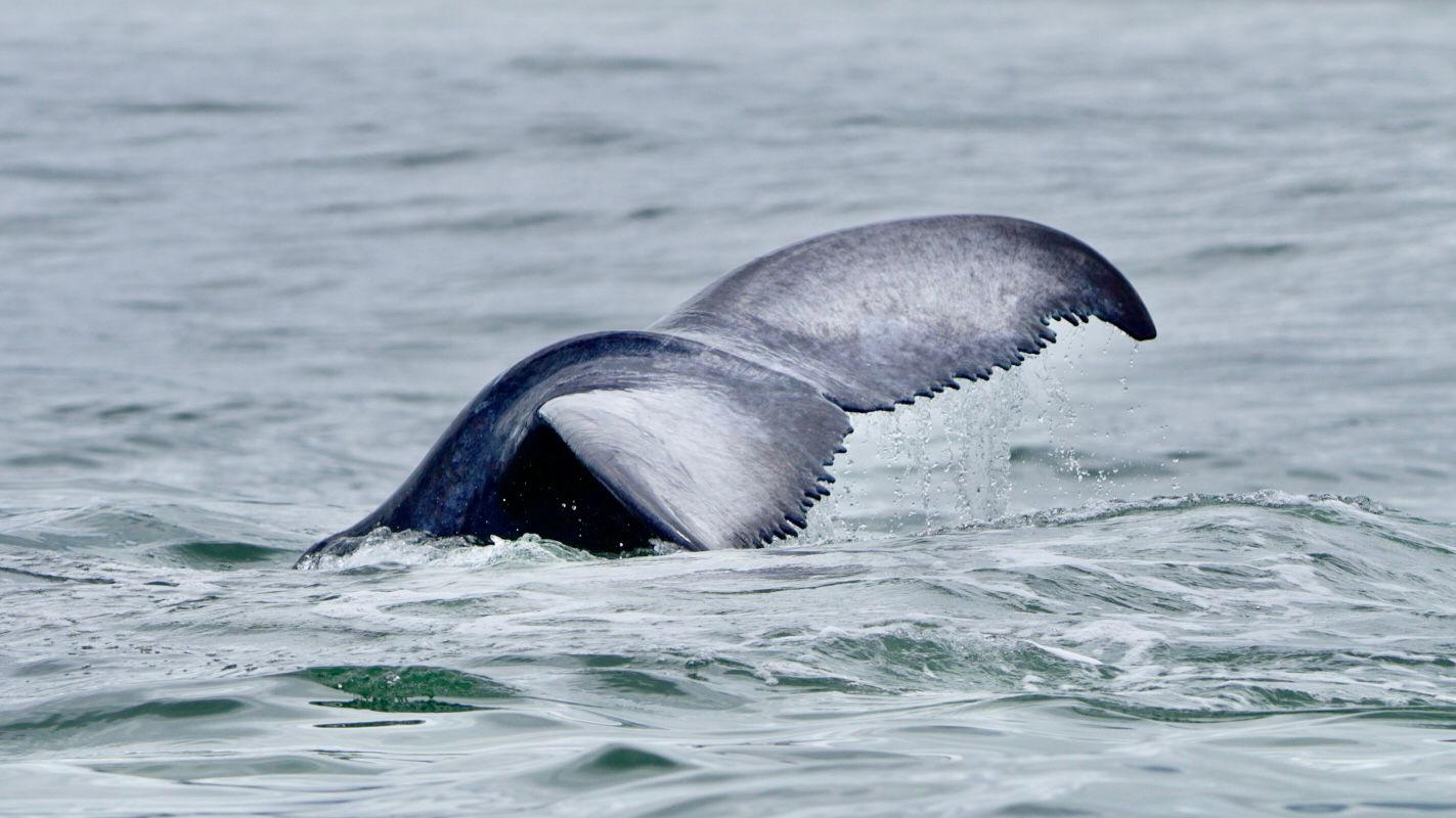 Humpback whale tail fluke arching gracefully before a deep dive off Uvita