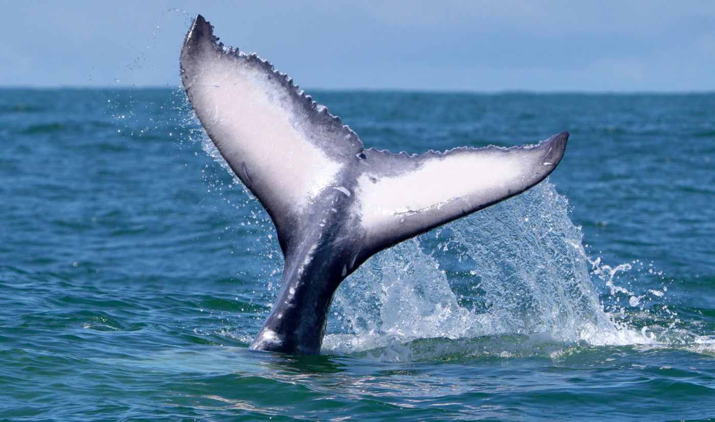 Humpback whale white underside of the tail fluke rising against the open blue Pacific