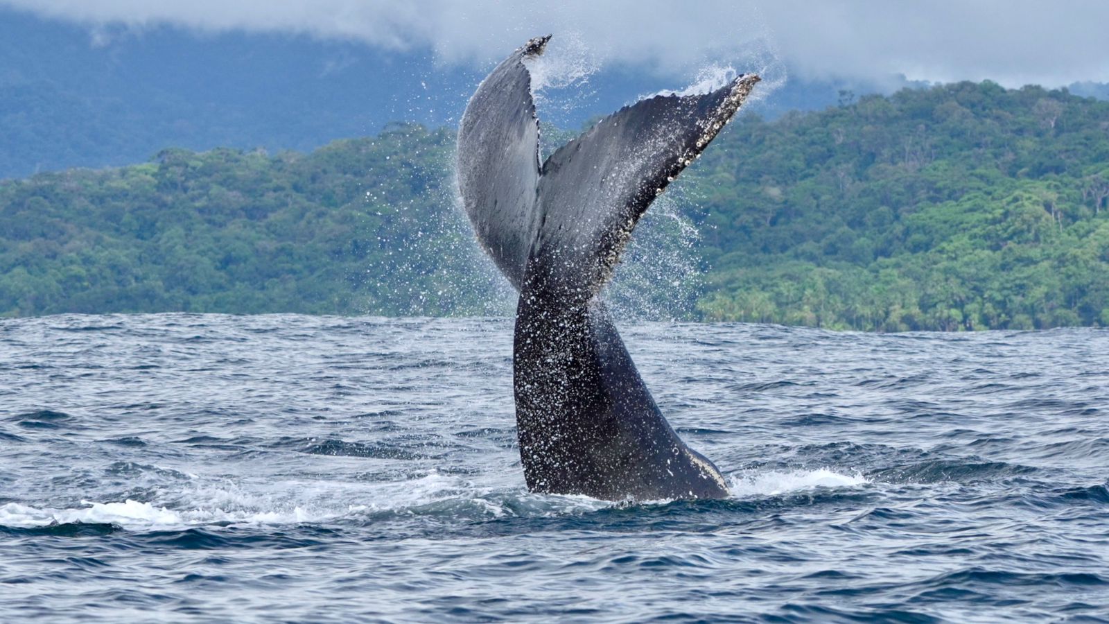 Humpback whale raising its full tail fluke straight up before diving in Marino Ballena