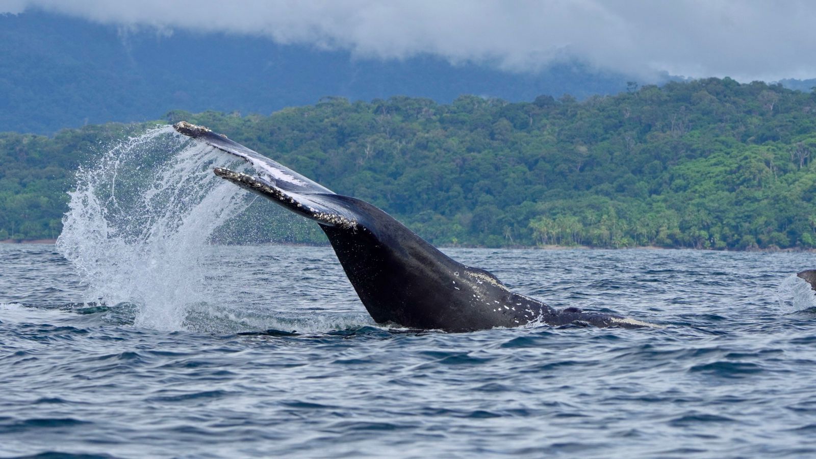 Humpback whale arching its tail fluke before a deep dive off the Costa Ballena