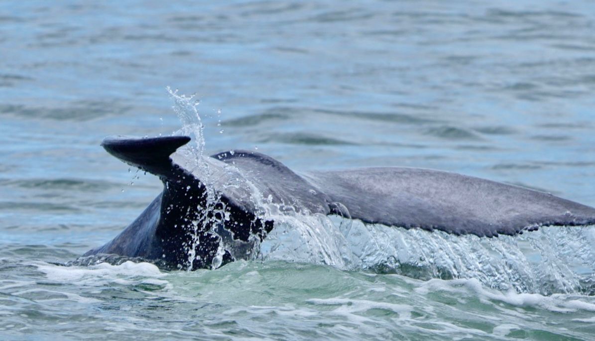 Humpback whale beginning a dive with its tail fluke tipping into the waves near Marino Ballena