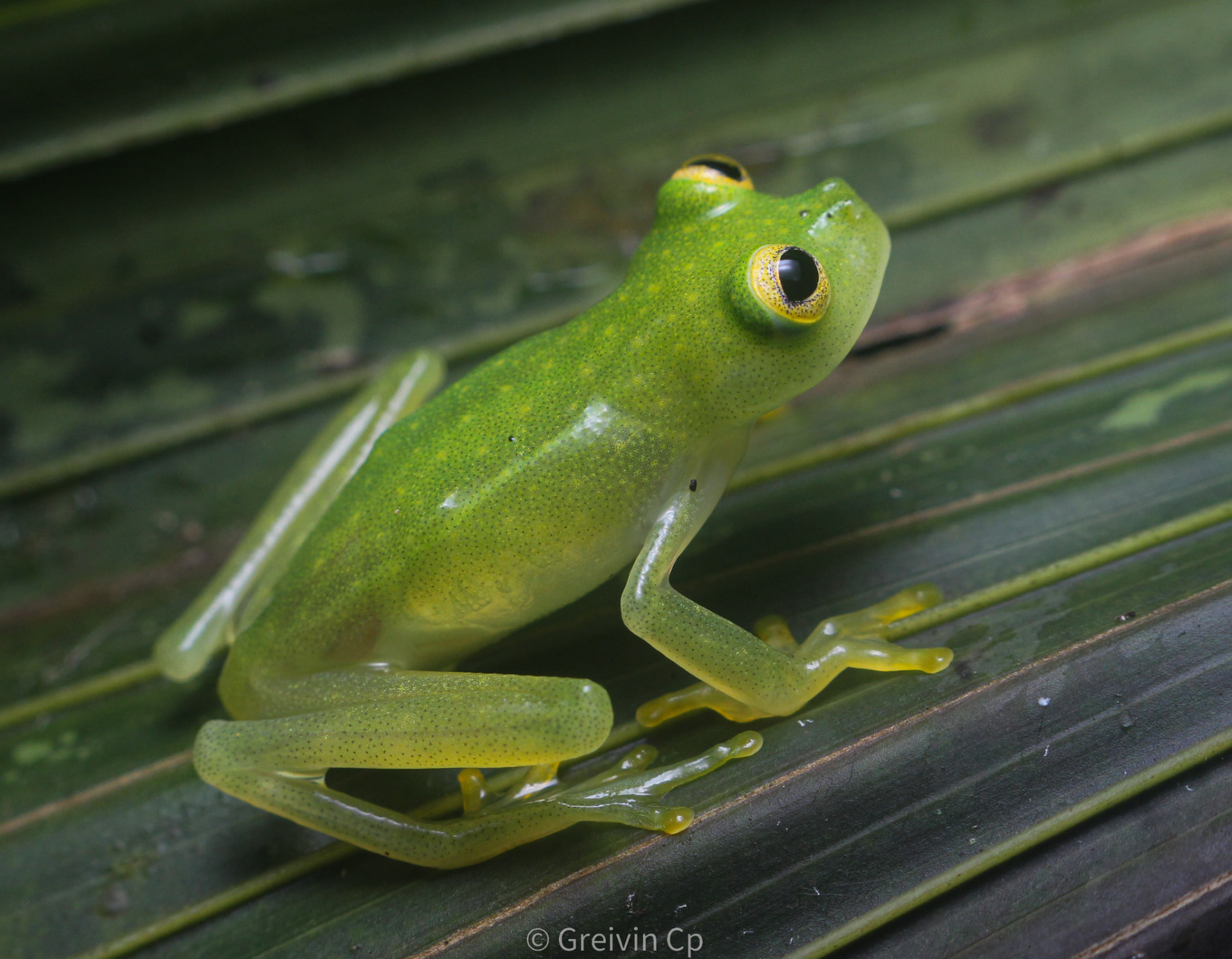 Glass frog sitting on a palm leaf