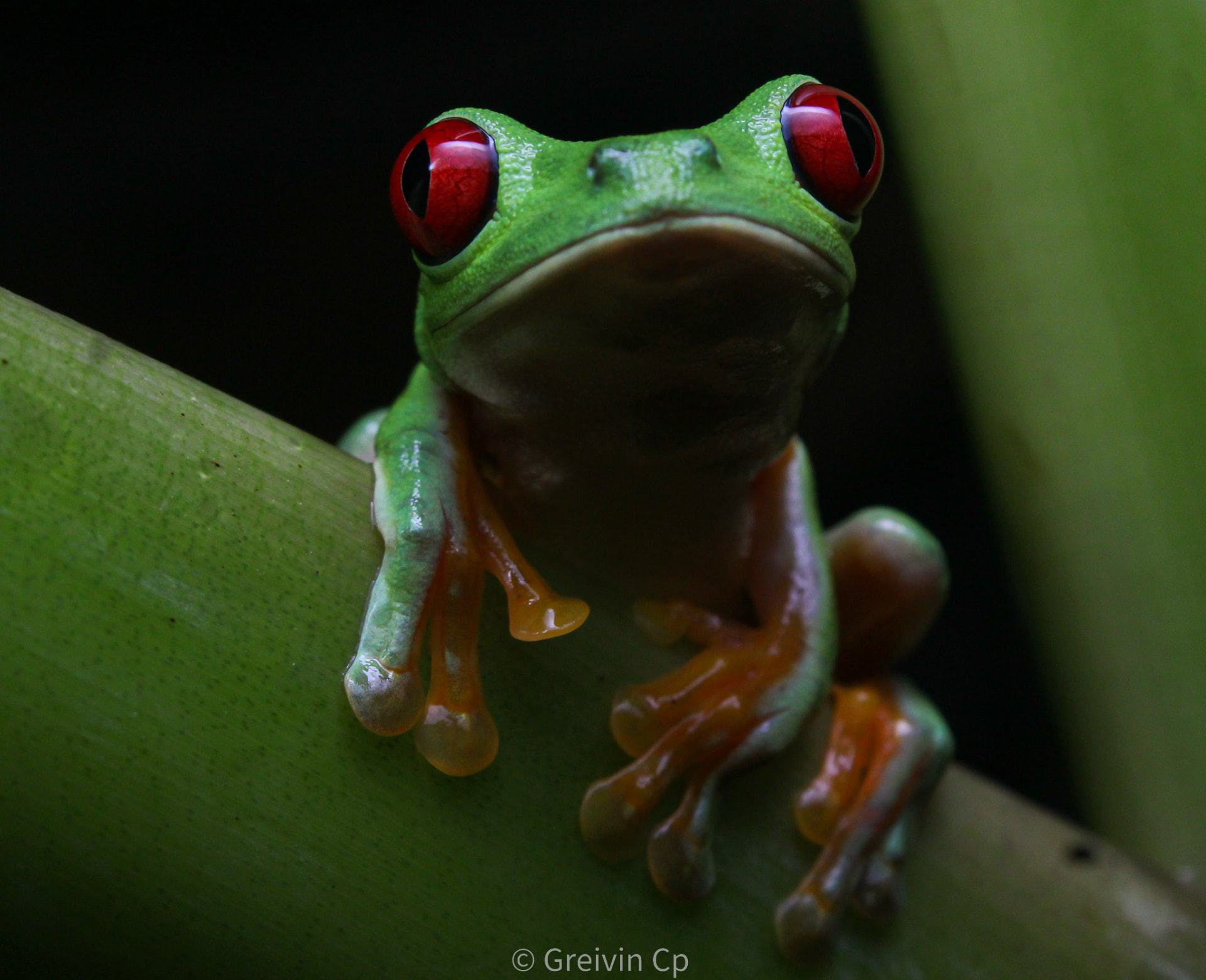 Red-eyed tree frog peeking over a leaf